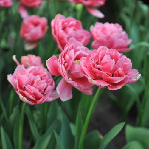 tulipan-aveyron.webp