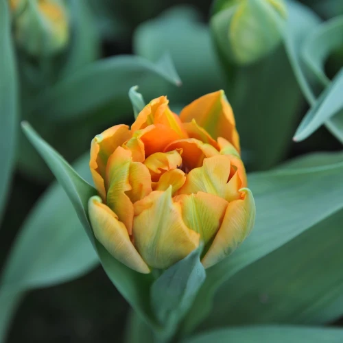 tulipan-orca.webp