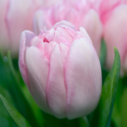 tulipan-candy-prince.webp