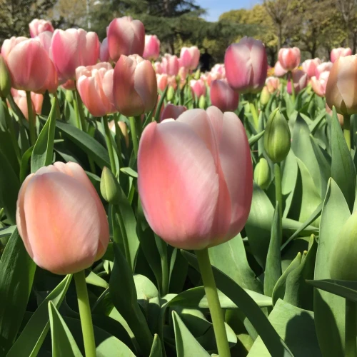 tulipan-gabriella.webp