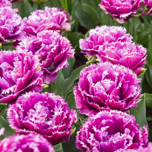 tulipan-mascotte.webp