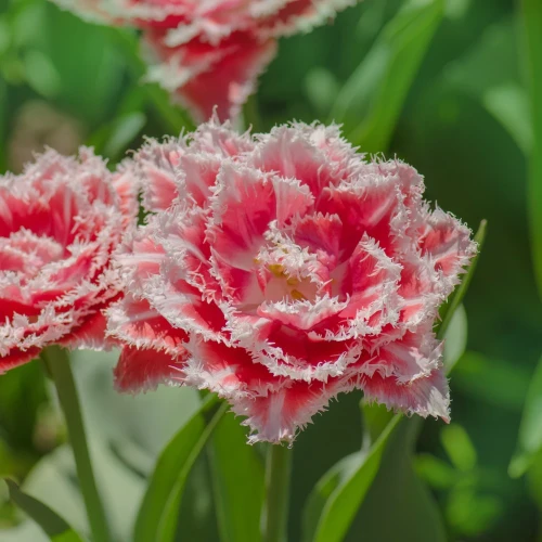 tulipan-queensland.webp