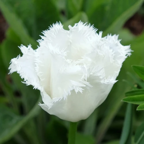 tulipan-bialy-honeymoon.webp
