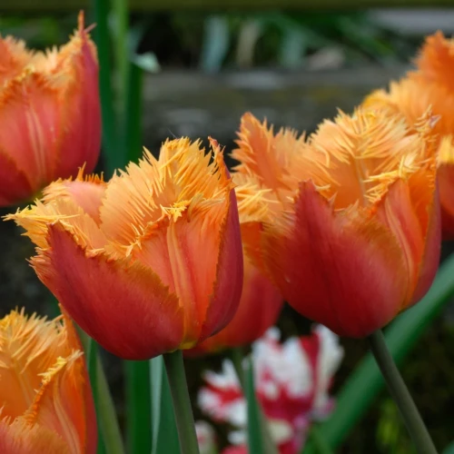 tulipan-lambada.webp