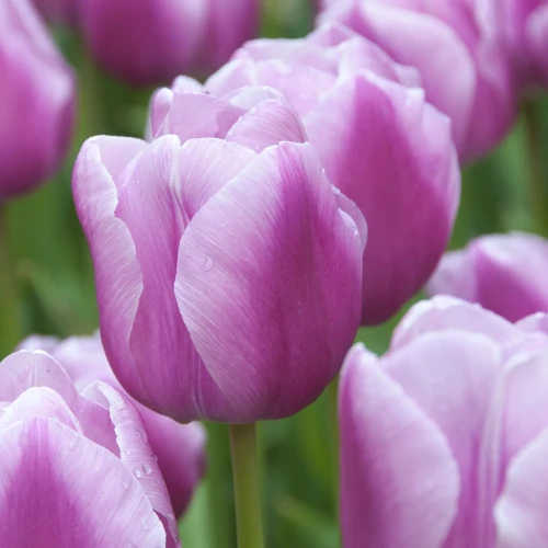 tulipan-aafke.webp