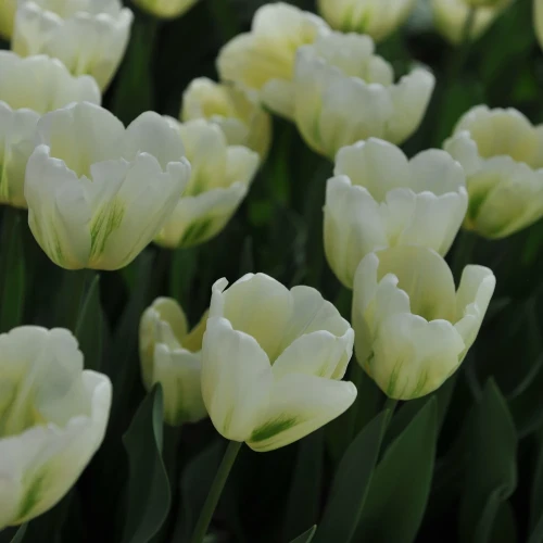 tulipan-green-spirit.webp