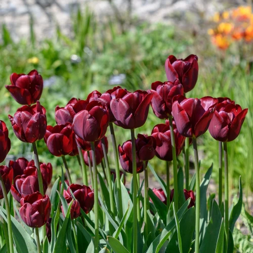 tulipan-jan-reus.webp