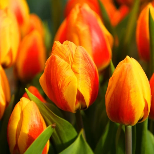 tulipan-flair.webp