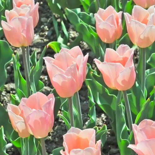 tulipan-apricot-beauty.webp