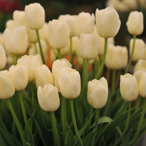 tulipan-city-of-vancouver-kremowy.webp