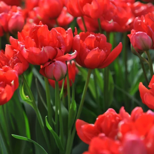 tulipan-estatic.webp
