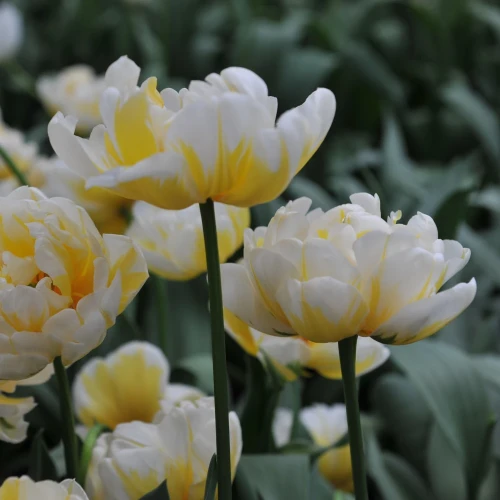 tulipan-flaming-evita.webp