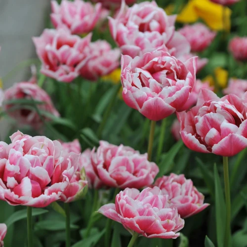 tulipan-dazzling-desire.webp