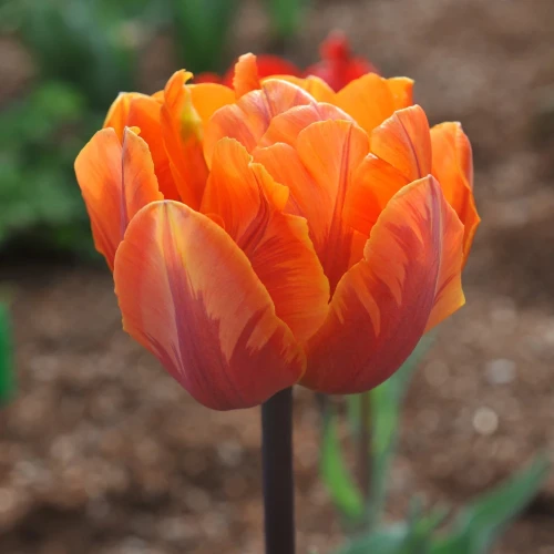 tulipan-orange-princess.webp