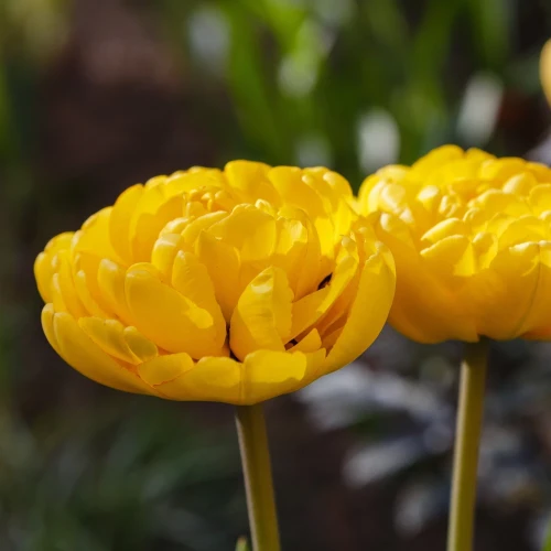 tulipan-yellow-margarita.webp