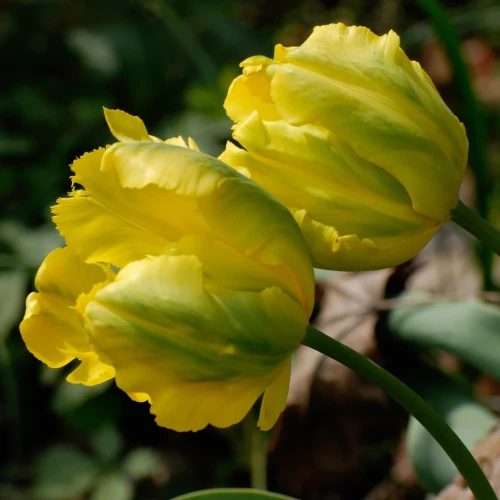 tulipan-papuzi-texas-gold.webp
