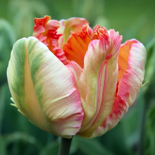 tulipan-papuzi-apricot-parrot.webp