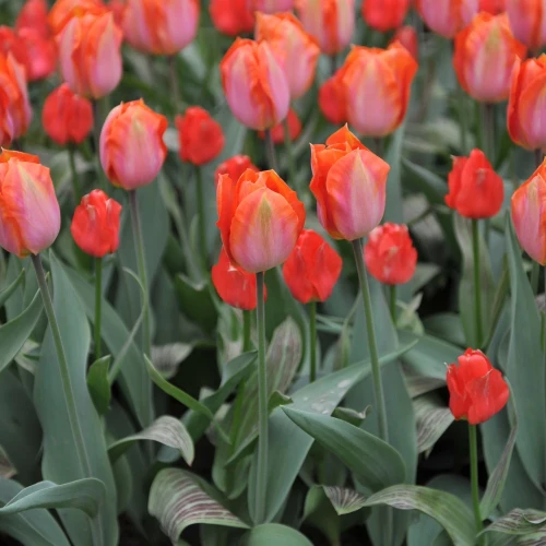 tulipan-oratorio.webp