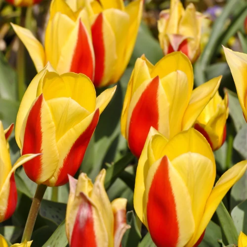 tulipan-niski-first-love.webp