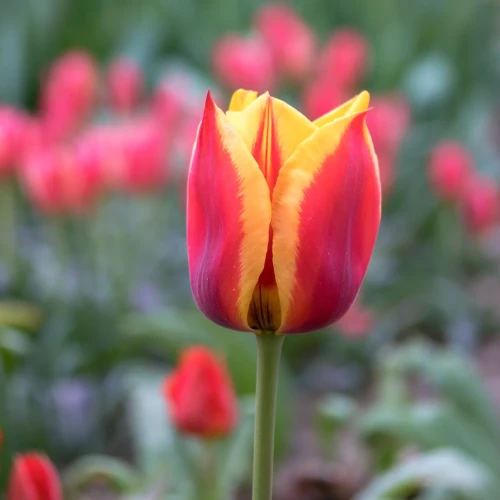 tulipan-sonnet.webp