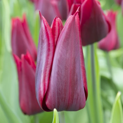 tulipan-lasting-love.webp