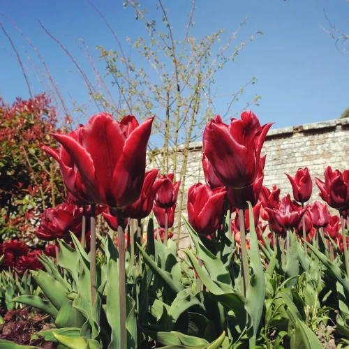 tulipan-pretty-woman.webp