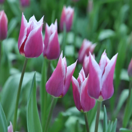 tulipan-claudia.webp