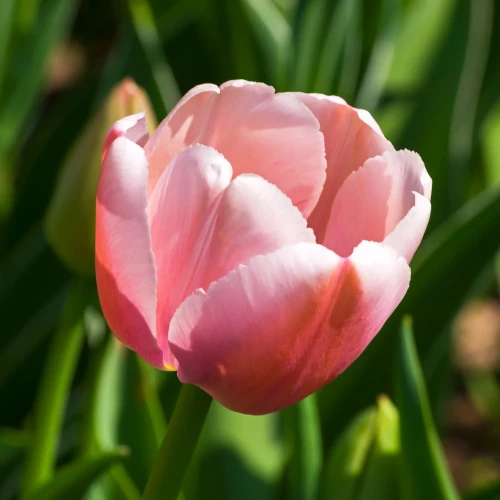 tulipan-design-impression.webp