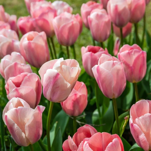 tulipan-apricot-impression.webp