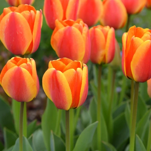 tulipan-apeldoorn_s-elite.webp