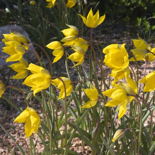 tulipan-dziki-sylvestris.webp