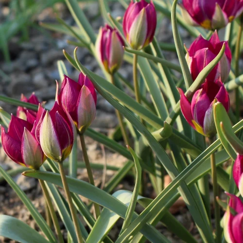 tulipan-niski-persian-pearl.webp