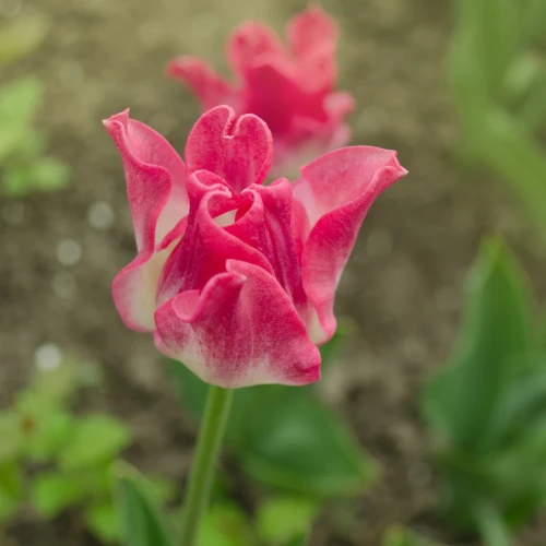 tulipan-coronet-liberstar.webp