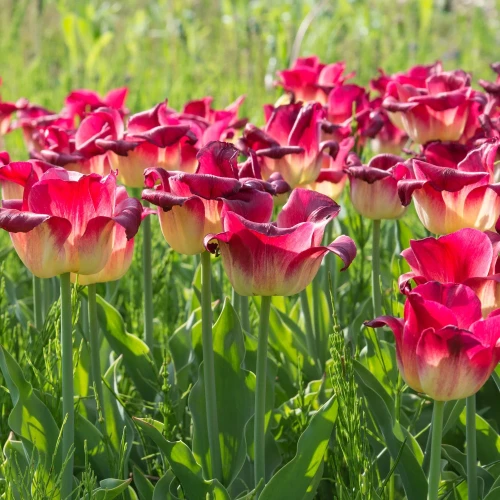 tulipan-match.webp