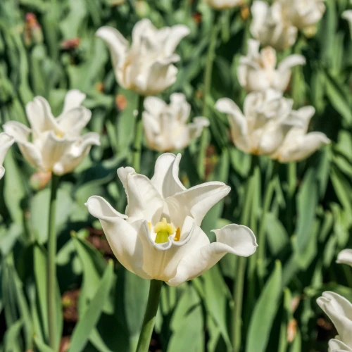 tulipan-coronet-white-liberstar.webp
