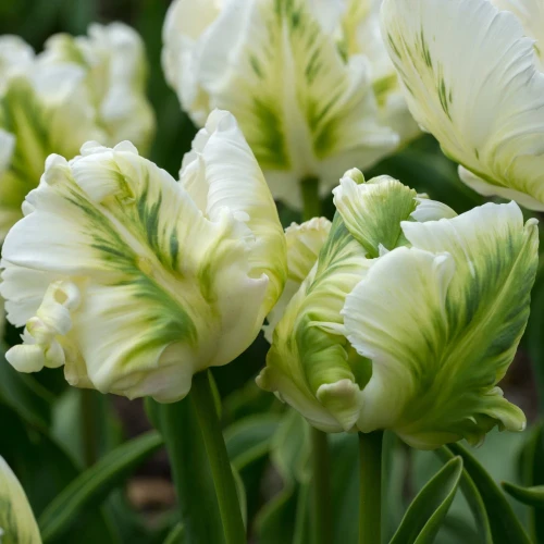 tulipan-super-parrot.webp
