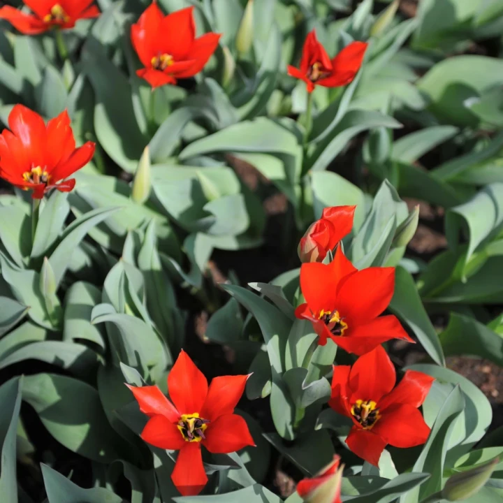 tulipan-czerwony-niski-van-tubergen_s-variety.webp
