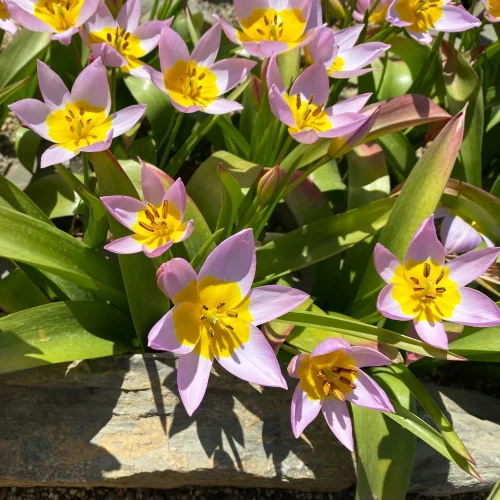 tulipan-niski-saxatilis.webp
