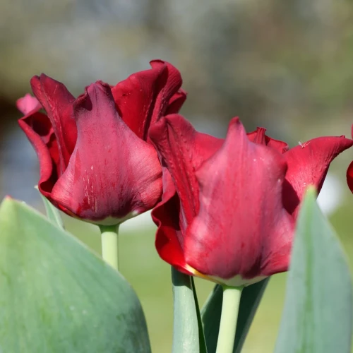 tulipan-coronet-red-dress.webp