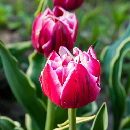 tulipan-pelny-columbus.webp