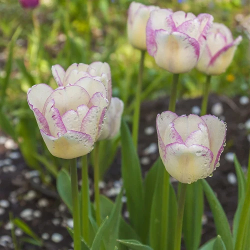 tulipan-shirley.webp