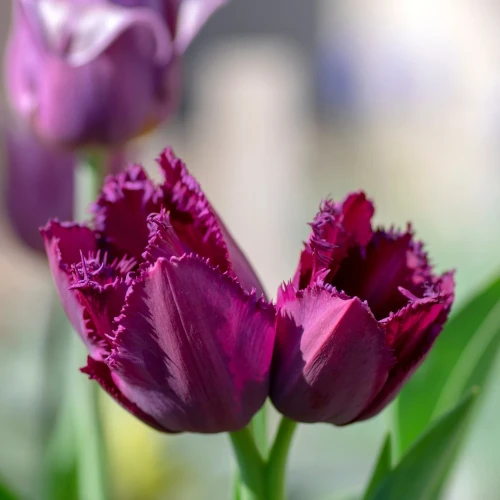tulipan-curly-sue.webp