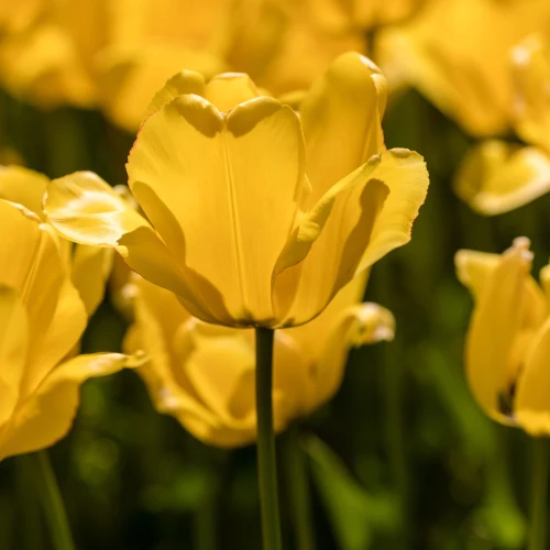 tulipan-golden-apeldoorn.webp
