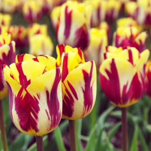 tulipan-helmar.webp