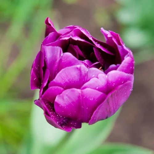 tulipan-negrita-double.webp