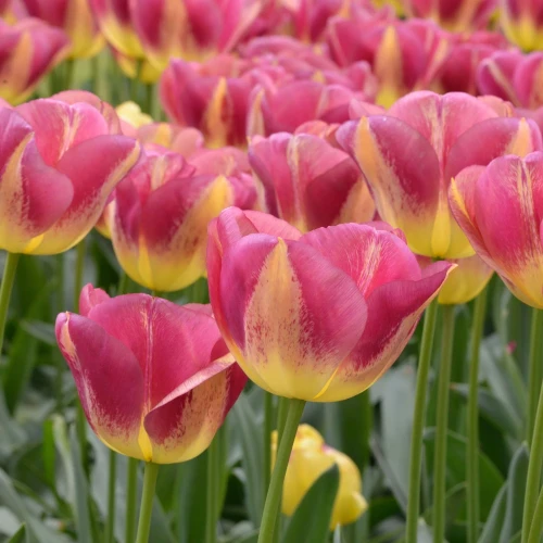 tulipan-boston.webp
