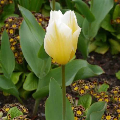 tulipan-niski-sweetheart.webp