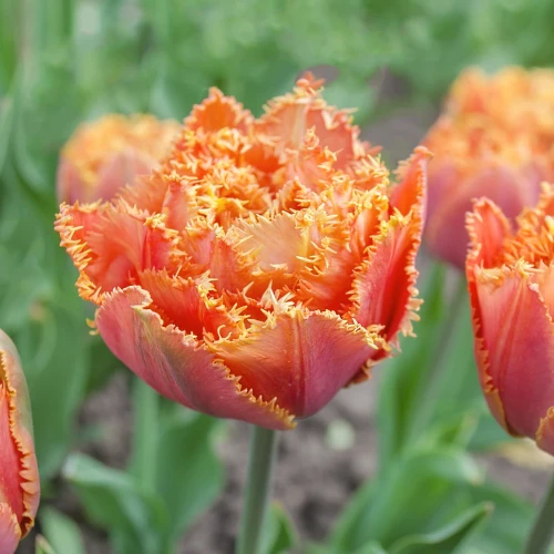 tulipan-sensual-touch.webp