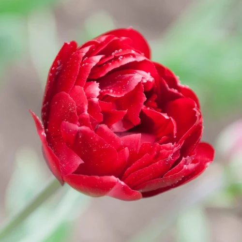 tulipan-uncle-tom.webp