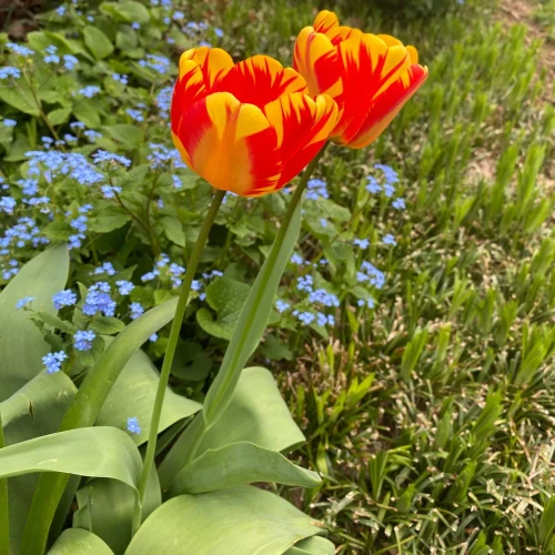 tulipan-darwina-banja-luka.webp